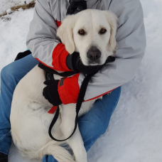 Image pour l'annonce Chiots golden retriever à naître