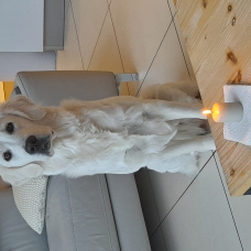 Image pour l'annonce Chiots golden retriever à naître