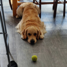 Image pour l'annonce Chiots golden retriever à naître