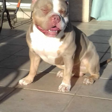 Image pour l'annonce American Bully tricolore lilac pocket ABKC saillie