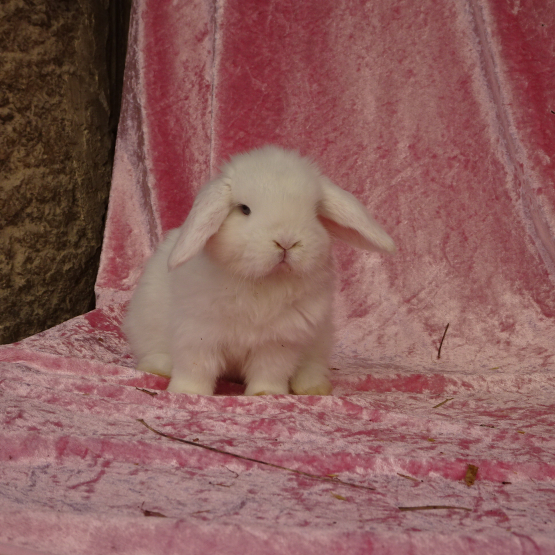 Image pour l'annonce Bébés lapins nains minilop