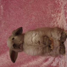 Image pour l'annonce Bébés lapins nains minilop