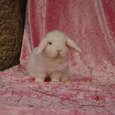 Image pour l'annonce Bébés lapins nains minilop