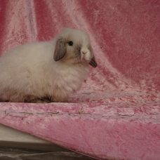 Image pour l'annonce Bébés lapins nains minilop