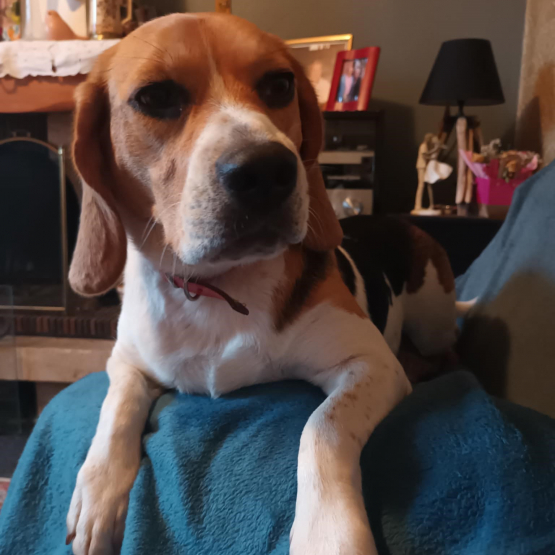 Image pour l'annonce Donne contre bon soin FEMELLE BEAGLE