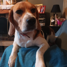 Image pour l'annonce Donne contre bon soin FEMELLE BEAGLE