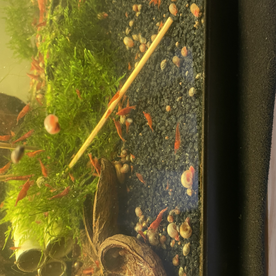 Image pour l'annonce Vends crevettes