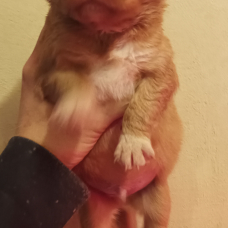 Image pour l'annonce Chiot retriever de la nouvelle Ecosse