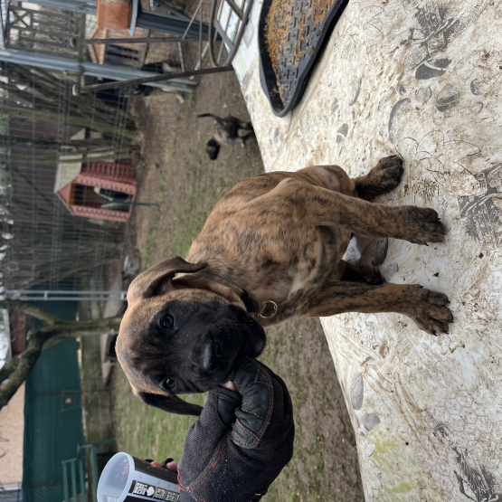 Image pour l'annonce VENDS chiot Alano