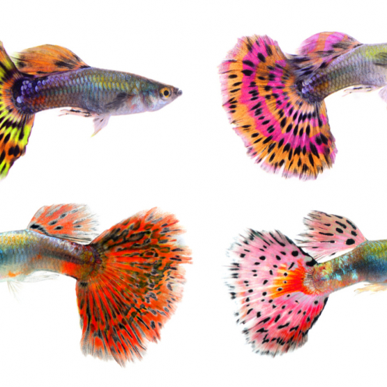 Image pour l'annonce Vente de poissons guppys