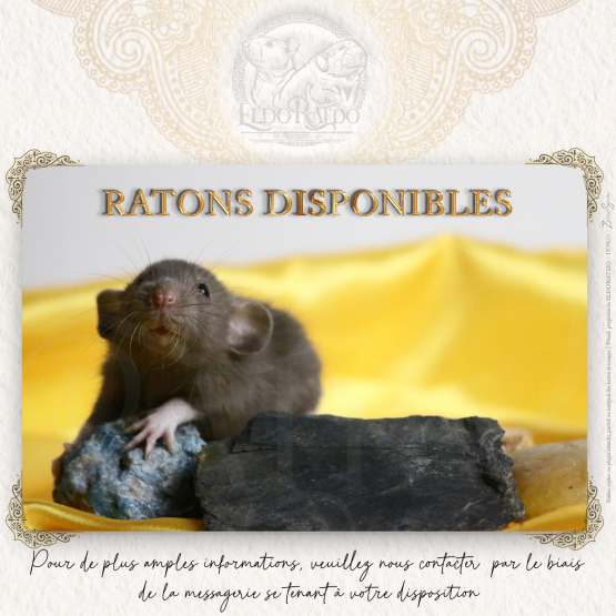 Image pour l'annonce Magnifiques bébés rats très variés
