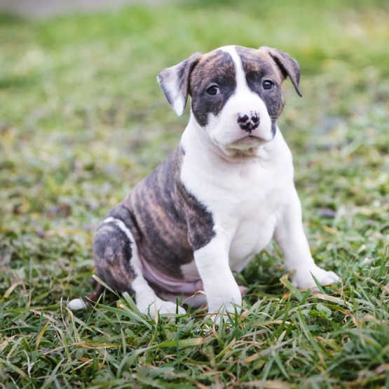 Image pour l'annonce American stafforshire terrier