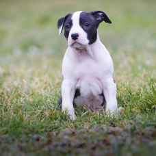 Image pour l'annonce American stafforshire terrier