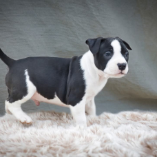 Image pour l'annonce American stafforshire terrier