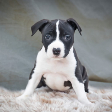 Image pour l'annonce American stafforshire terrier