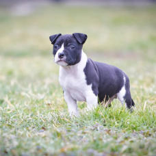 Image pour l'annonce American stafforshire terrier