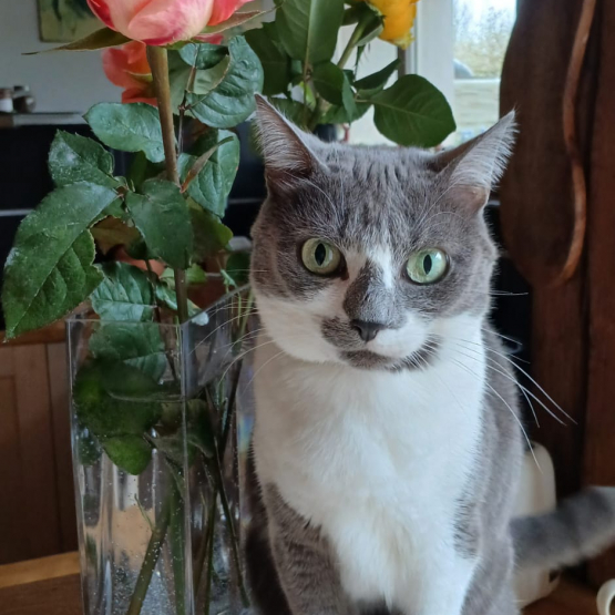 Image pour l'annonce Donne chatte