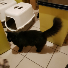 Image pour l'annonce Jeune chatte noire stérilisée  avec jardin a 30 minutes de saint Marcellin 38