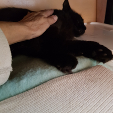 Image pour l'annonce Jeune chatte noire stérilisée  avec jardin a 30 minutes de saint Marcellin 38