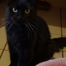 Image pour l'annonce Jeune chatte noire stérilisée  avec jardin a 30 minutes de saint Marcellin 38