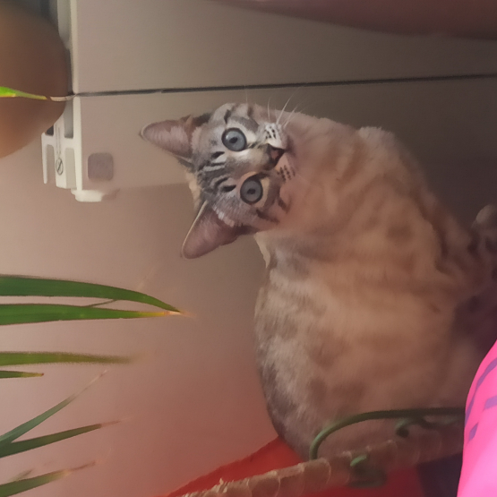 Image pour l'annonce Saille chatte bengal, cherche mâle