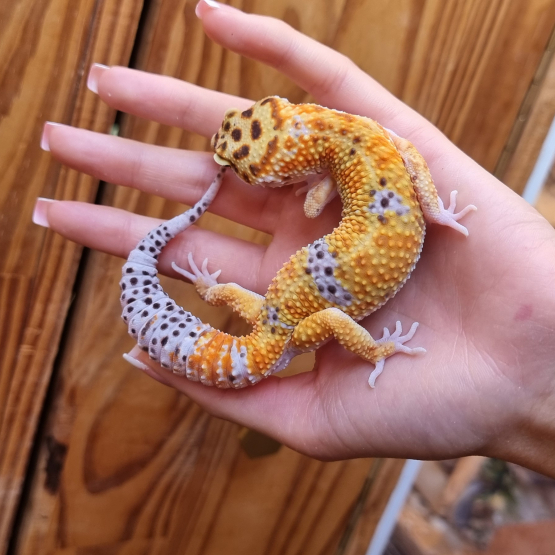 Image pour l'annonce Gecko léopard