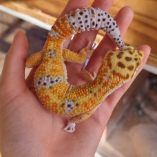 Image pour l'annonce Gecko léopard