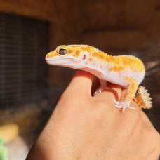 Image pour l'annonce Gecko léopard