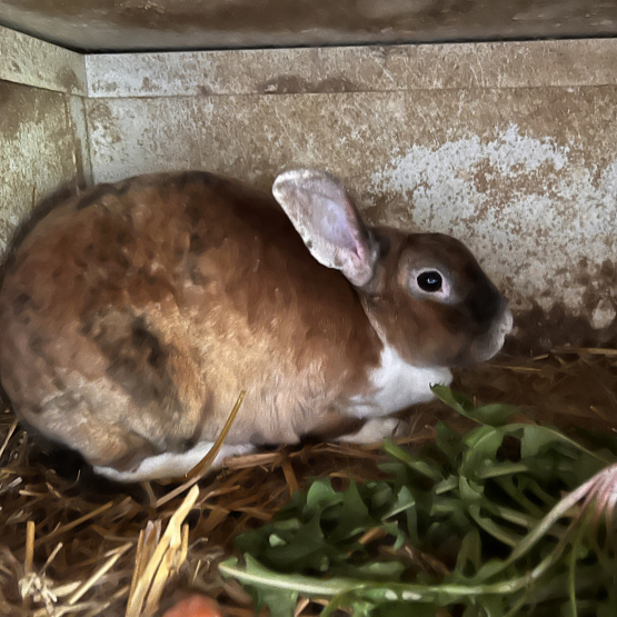 Image pour l'annonce vends petit lapin Rex pure race