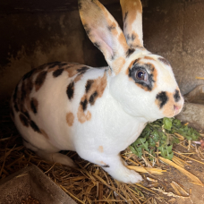 Image pour l'annonce vends petit lapin Rex pure race