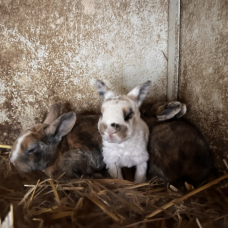 Image pour l'annonce vends petit lapin Rex pure race