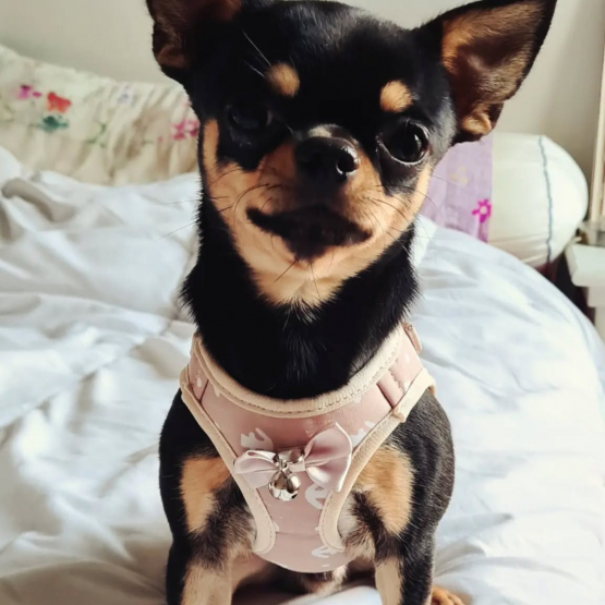 Image pour l'annonce Ulysse, magnifique Chihuahua LOF noir et feu à poil court, disponible pour saillie à Lyon,