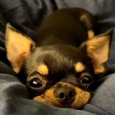 Image pour l'annonce Ulysse, magnifique Chihuahua LOF noir et feu à poil court, disponible pour saillie à Lyon,