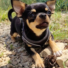 Image pour l'annonce Ulysse, magnifique Chihuahua LOF noir et feu à poil court, disponible pour saillie à Lyon,