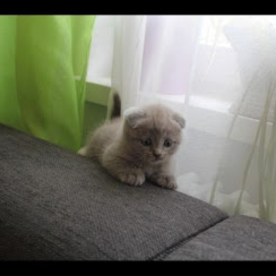 Image pour l'annonce Chaton charteux mâle