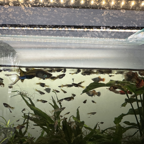 Image pour l'annonce donne poissons contre bon soins