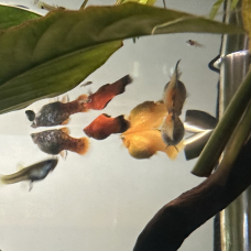 Image pour l'annonce donne poissons contre bon soins