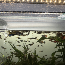 Image pour l'annonce donne poissons contre bon soins