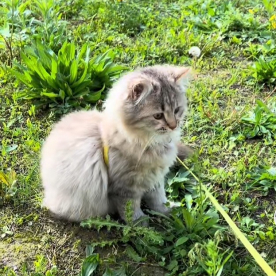 Image pour l'annonce Saille chatte sibérienne, cherche mâle