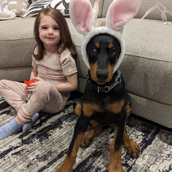 Image pour l'annonce Magnifique race de chien Doberman Pinscher