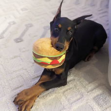 Image pour l'annonce Magnifique race de chien Doberman Pinscher