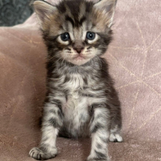 Image pour l'annonce Superbes Chatons Maine coon mâles et femelle