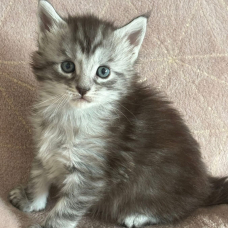 Image pour l'annonce Superbes Chatons Maine coon mâles et femelle