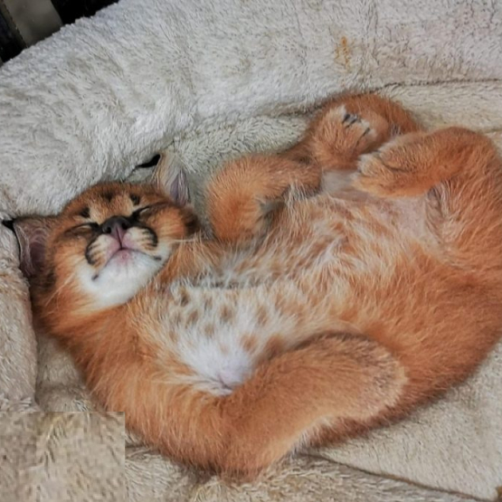 Image pour l'annonce Des tres beaux chatons Caracal Savannah et Serval disponible