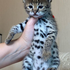 Image pour l'annonce Des tres beaux chatons Caracal Savannah et Serval disponible