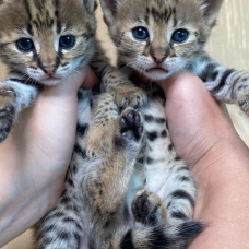 Image pour l'annonce Des tres beaux chatons Caracal Savannah et Serval disponible