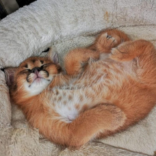 Image pour l'annonce Des tres beaux chatons Caracal Savannah et Serval disponible