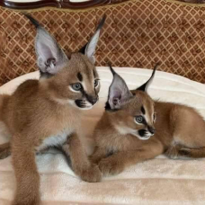 Image pour l'annonce Des tres beaux chatons Caracal Savannah et Serval disponible