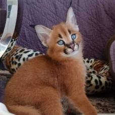 Image pour l'annonce Des tres beaux chatons Caracal Savannah et Serval disponible