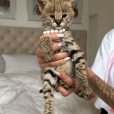Image pour l'annonce Des tres beaux chatons Caracal Savannah et Serval disponible